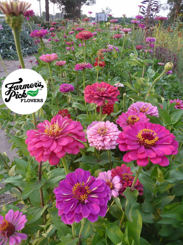Farmers Pick local fresh cut flower farm - Boise, Idaho USA